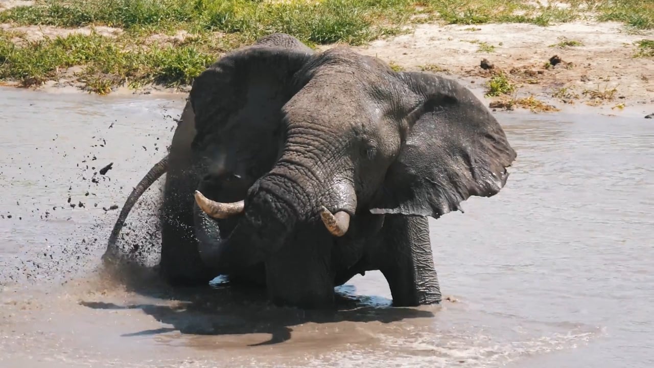 Elephant spraying