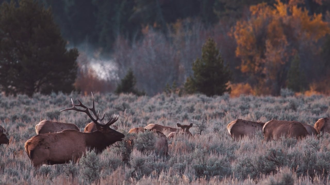 Elk bugle echo