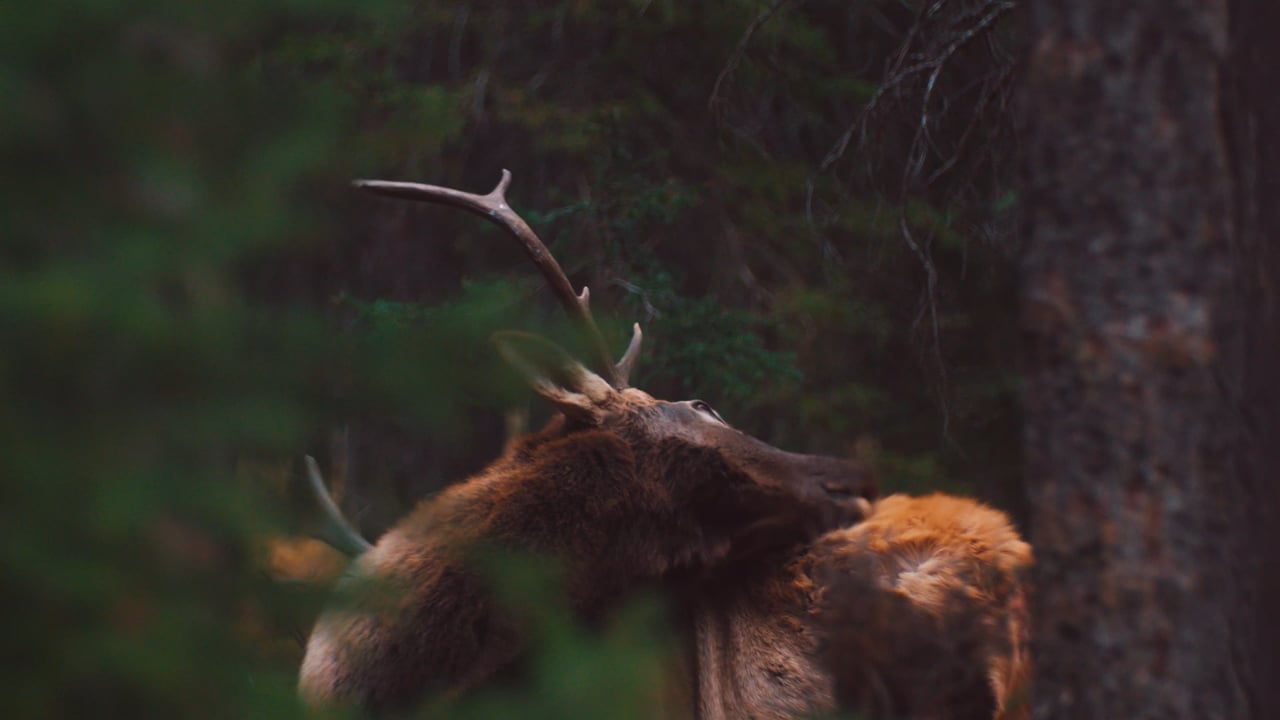 Elk itch