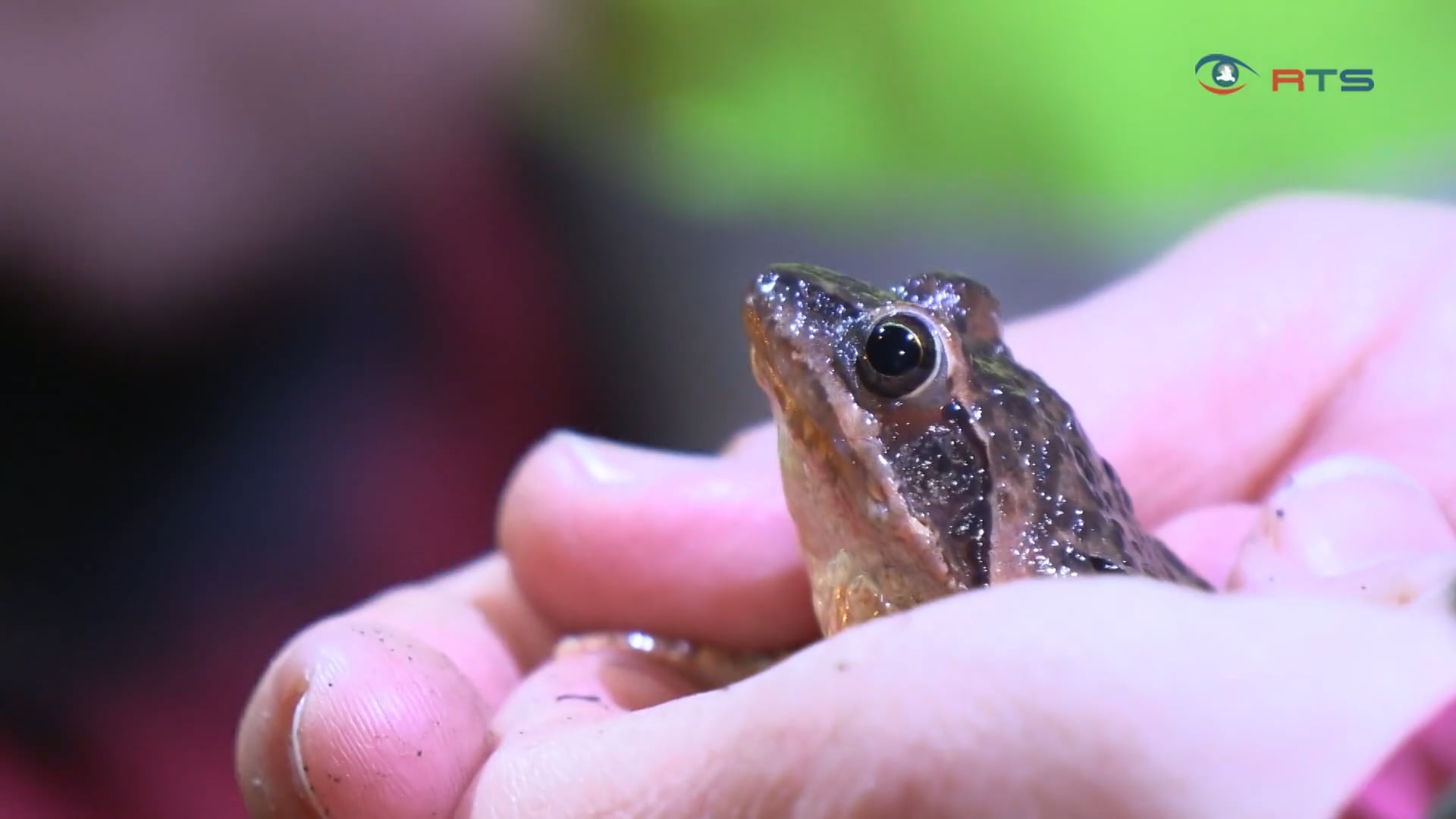 bedrohte-wanderer-die-bedeutung-des-amphibienschutzes