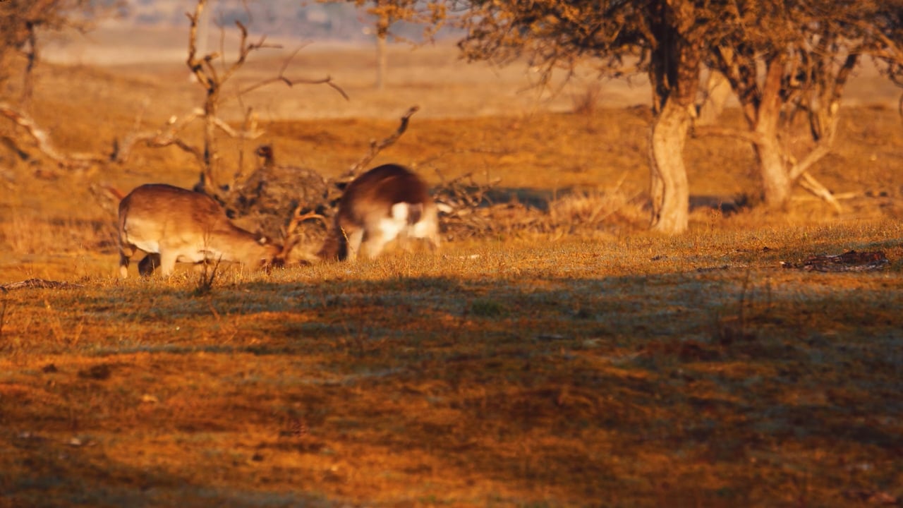 Fallow Deer head butting