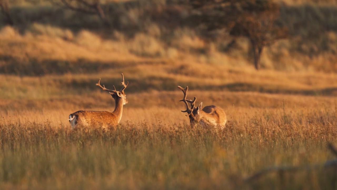 Fallow Deer playing