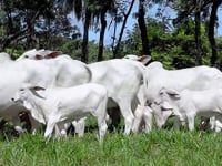 Geral Vacas Paridas