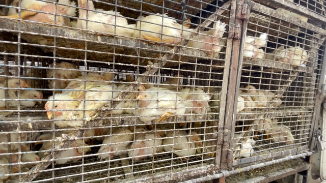 Hundreds of Indian broiler chickens sit inside a chicken truck waiting to be unloaded outside Shivaji Market in Pune, India, 202