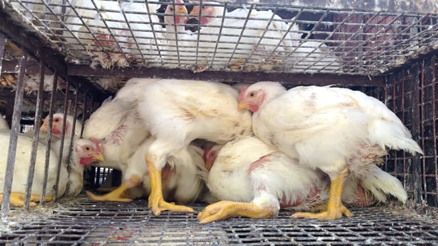 Indian broiler chickens move around inside a chicken truck outside Shivaji Market in Pune, India, 2024