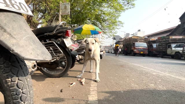 An Indian street dog eats chicken bones outside Shivaji Market in Pune, Maharashtra, India, 2024