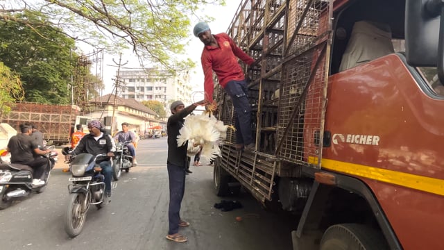 Bunches of Indian broiler chickens get unloaded from a chicken truck outside Shivaji Market in Pune, Maharashtra, India, 2024