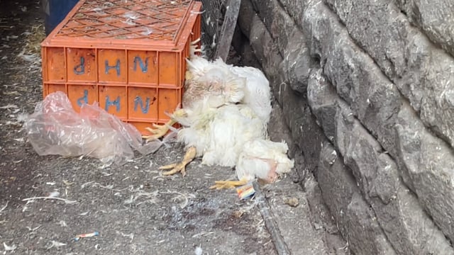 A pile of dead chickens lie next to a chicken truck outside Shivaji Market in Pune, Maharashtra, India, 2024