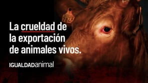 Exponiendo la CRUEL VERDAD de la EXPORTACIÓN DE ANIMALES VIVOS