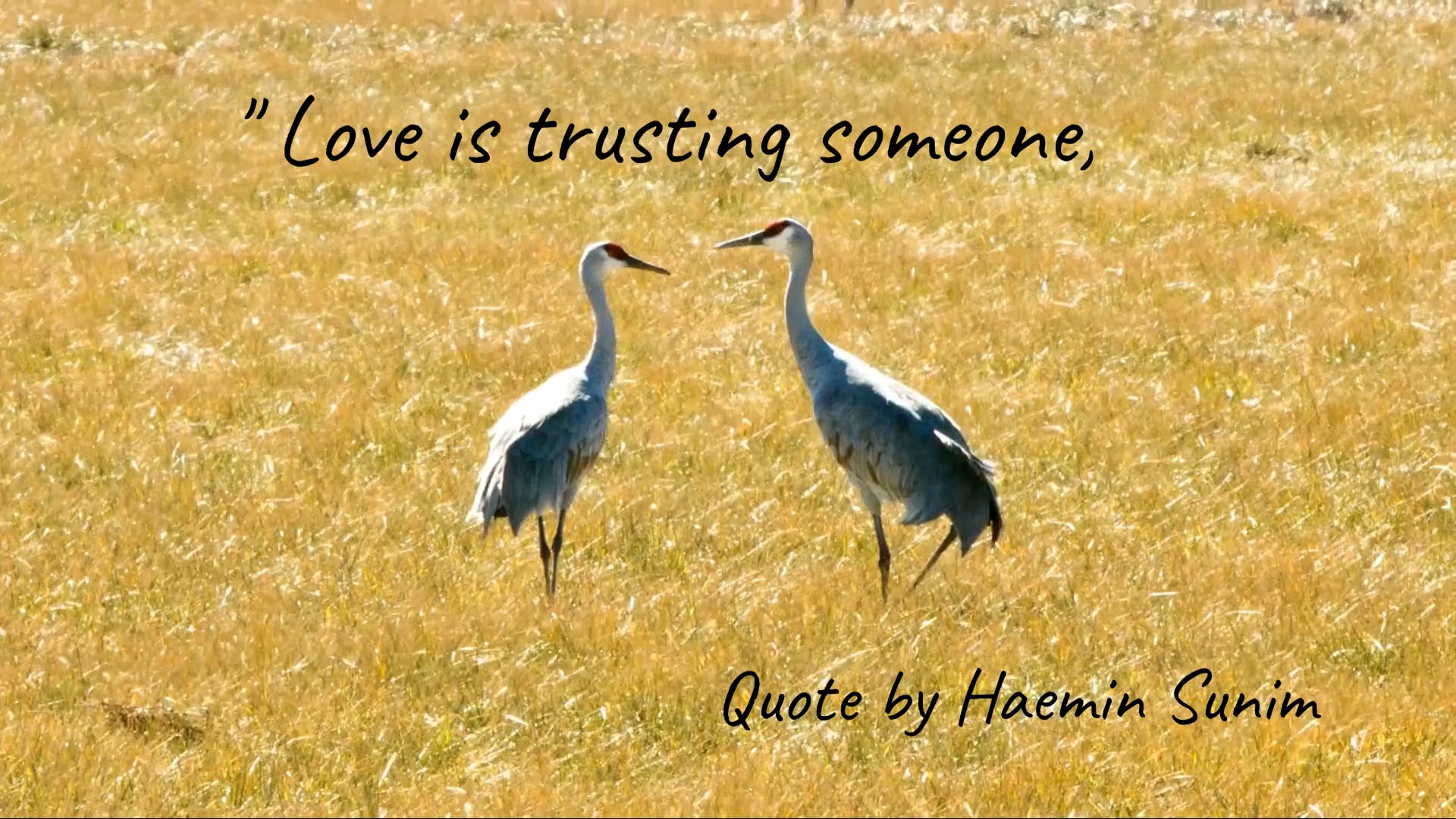 Love Quote from Haemin Sunim