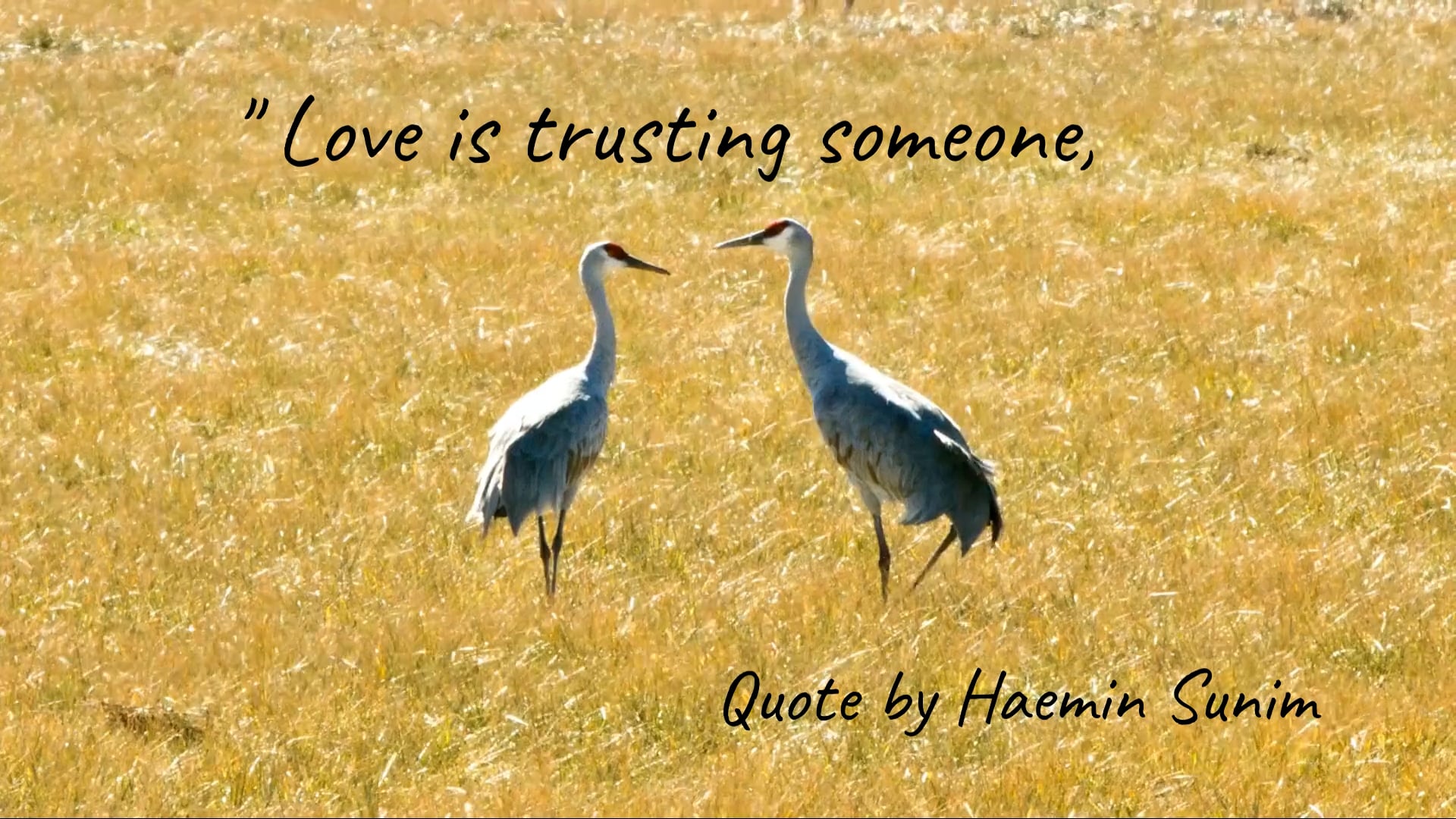 Love Quote from Haemin Sunim