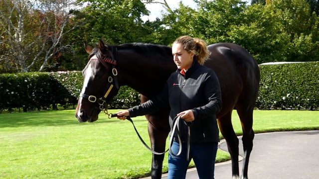 2024 NZB National Online Yearling Sale | Mark Chitty- Haunui Farm