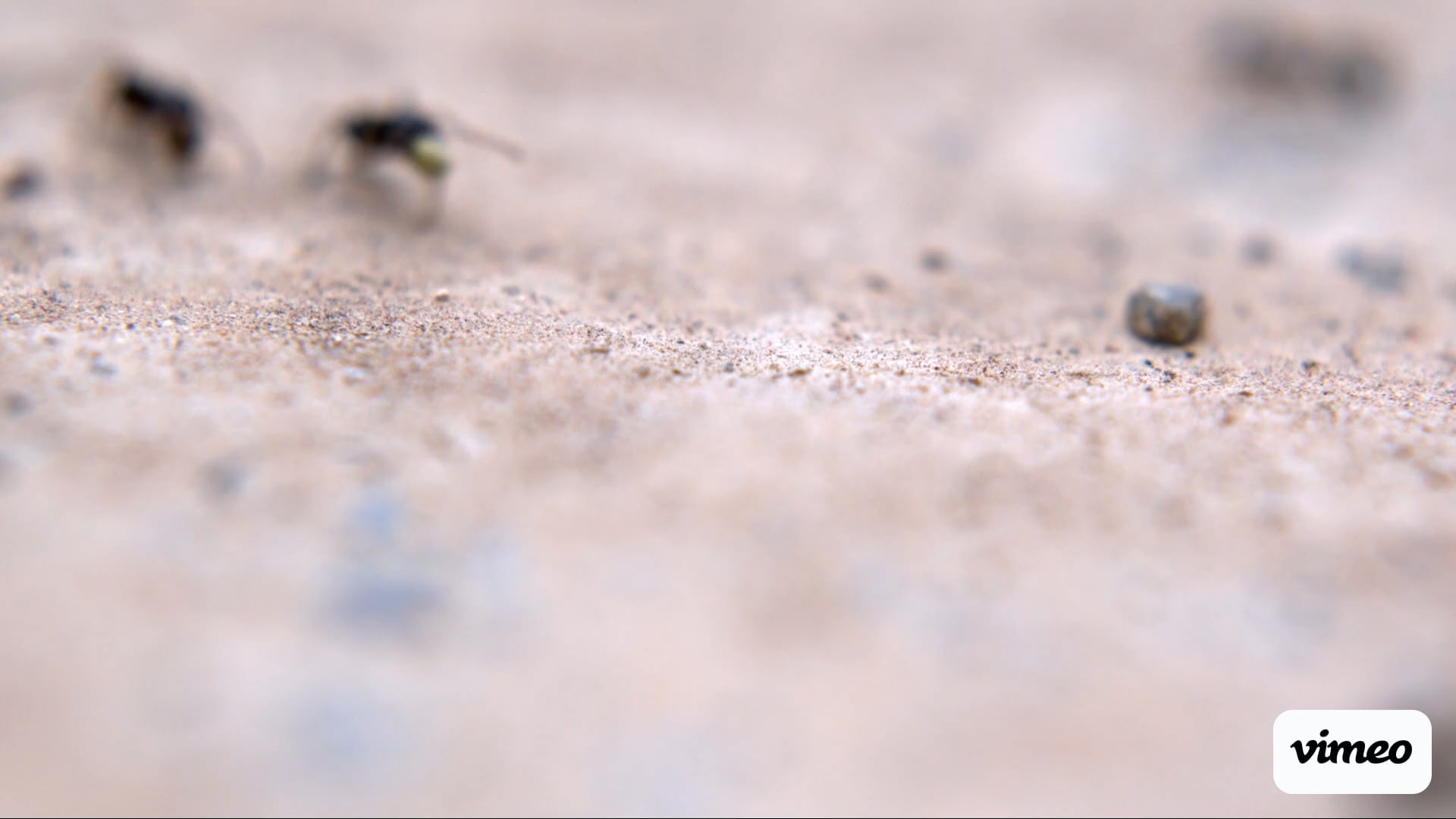 Spann's Pest Control LLC Pest Control, Exterminator, Pest Control