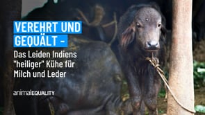 Verehrt und gequält – Das Leiden Indiens „heiliger“ Kühe für Milch und Leder