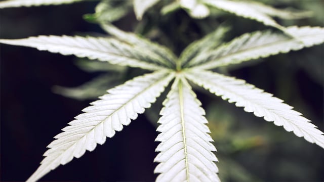 Bubatz "endlich" legal! Ein Grund zum Feiern?