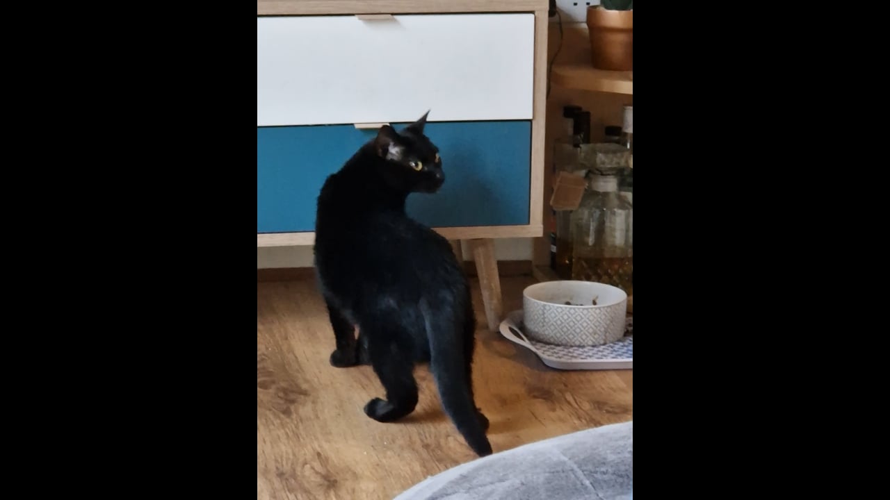 Cat wants food!