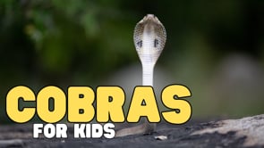 Vimeo Thumbnail