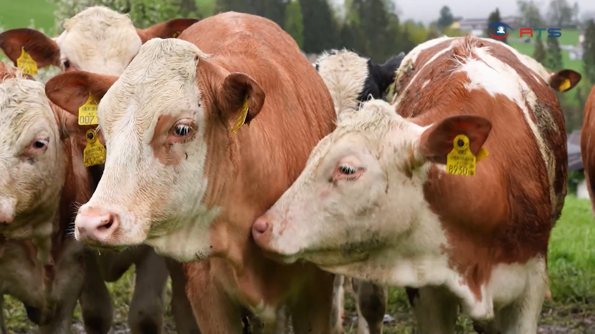 pinzgauer-landwirtschaftsbetrieb-feiert-30-jahre-partnerschaft-mit-bio-marke-ja-natuerlich