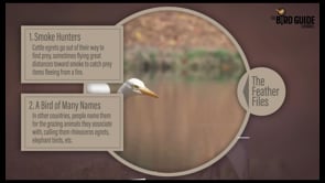 #427 The Cattle Egret
