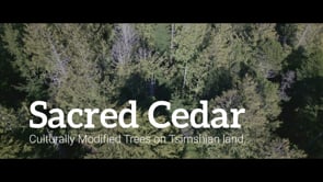 Sacred Cedar