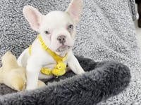 Walker | Lilac Merle Pied French Bulldog Male | The Energetic​