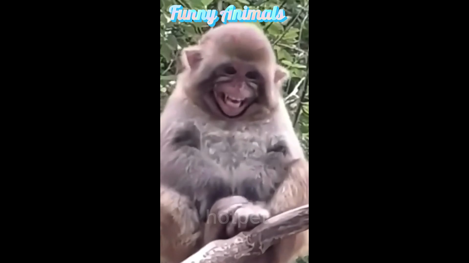 Βίντεο με αστεία ζώα 2024 #animals #funny #shorts