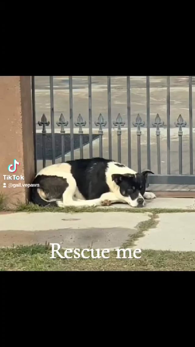 Enlarge Baby (Courtesy Post) - Adopt Me!, a Adoptable mixed breed in Lake Forest, CA video 6/6