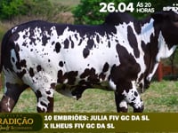 Lote 20