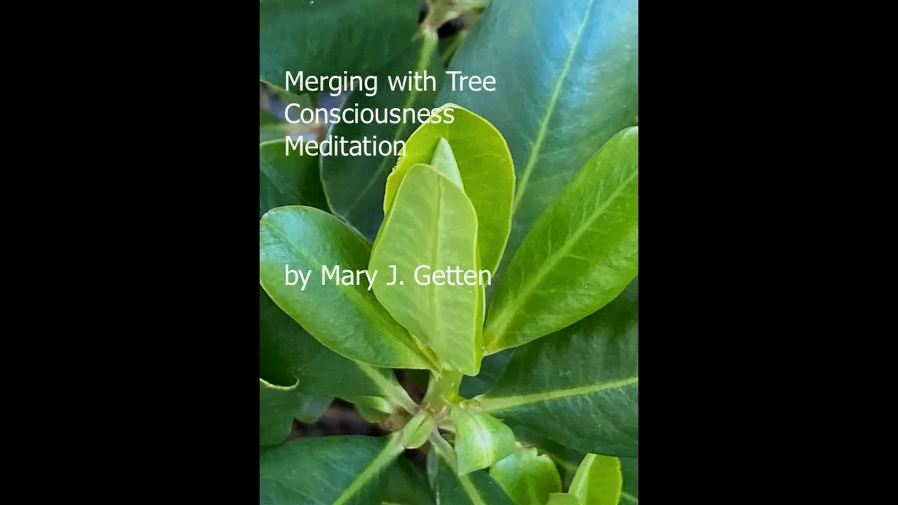 Merging with Tree Consciousness on Vimeo