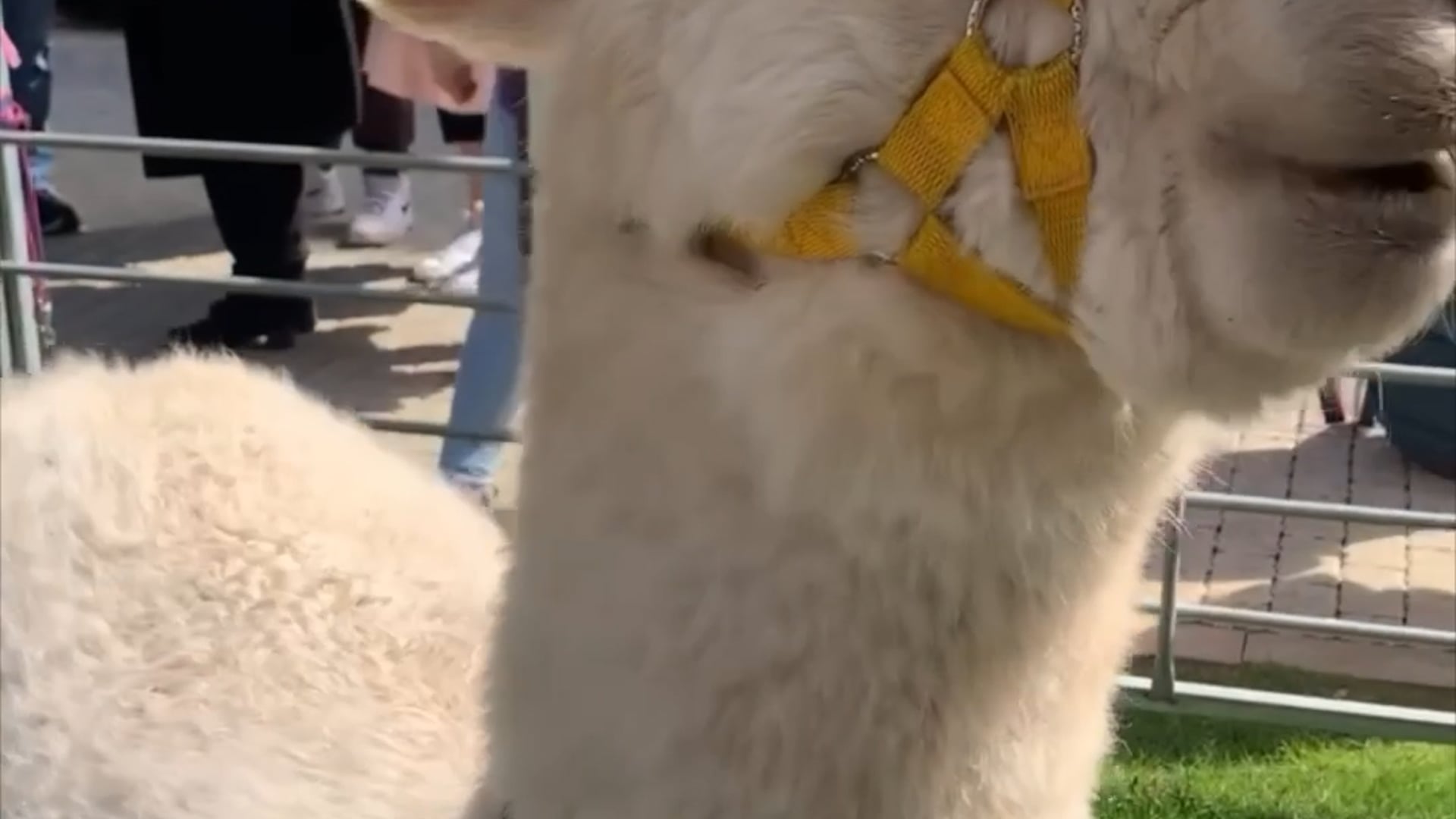 Alpacas visit – April 2024
