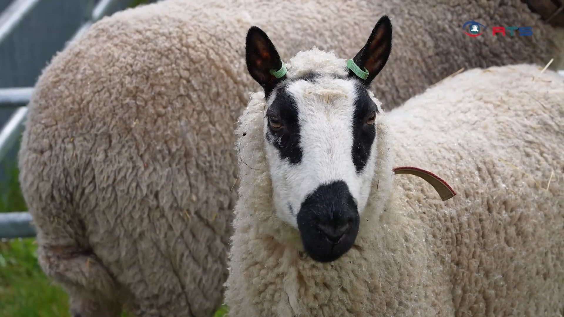 tierschau-und-hoffest-die-baeuerinnen-und-bauern-praesentieren-sich-und-ihre-tiere