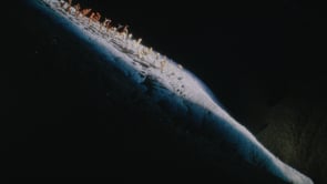 Fleurs de Cuir - Polène - Polène