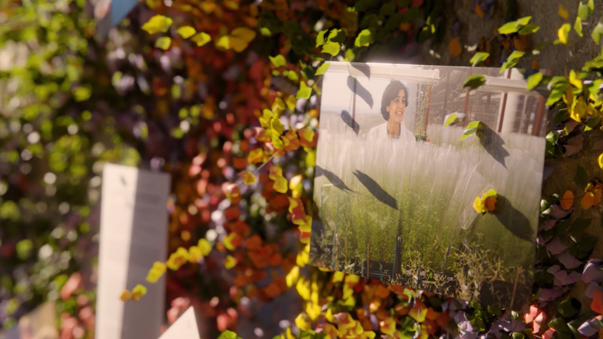 2024 Emmy Winner - How Plants Can Save the World - 2024 Life Science Medalist, Joanne Chory