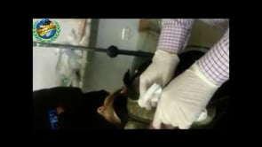 إصابة مقاتل من جماعة فرسان السنة في معارك حصار المخابرات الجوية والليرمون في حلب