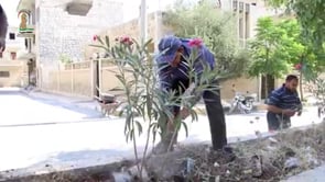 تقرير حول المجلس المحلي عن حملة تنظيف منصفات الطرقات الرئيسية و تقليم الاشجار المتواجدة فيها