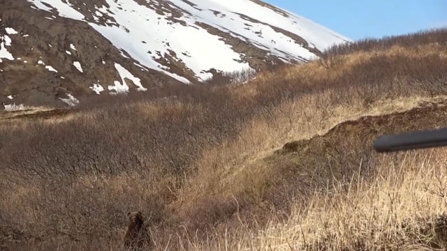 Alaska Brown Bear Hunting 2023