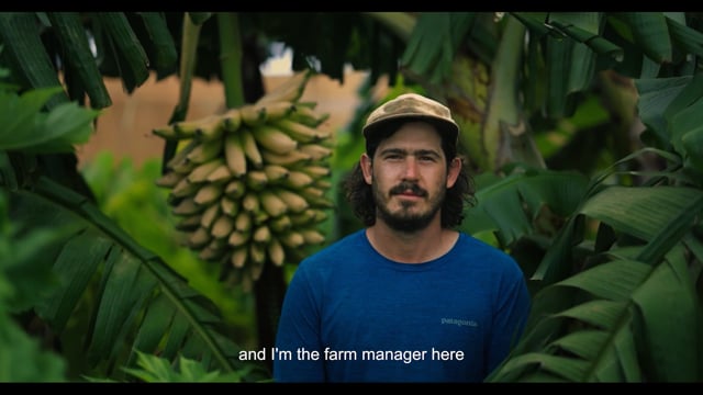 Kamehameha Schools-Impact Stories-Hawaii Banana Source