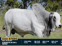 Lote 323