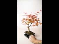 Arce Japonés Bonsai