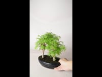 Bonsai Metasequoia