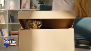 Cat Accidentally Shipped By Amazon