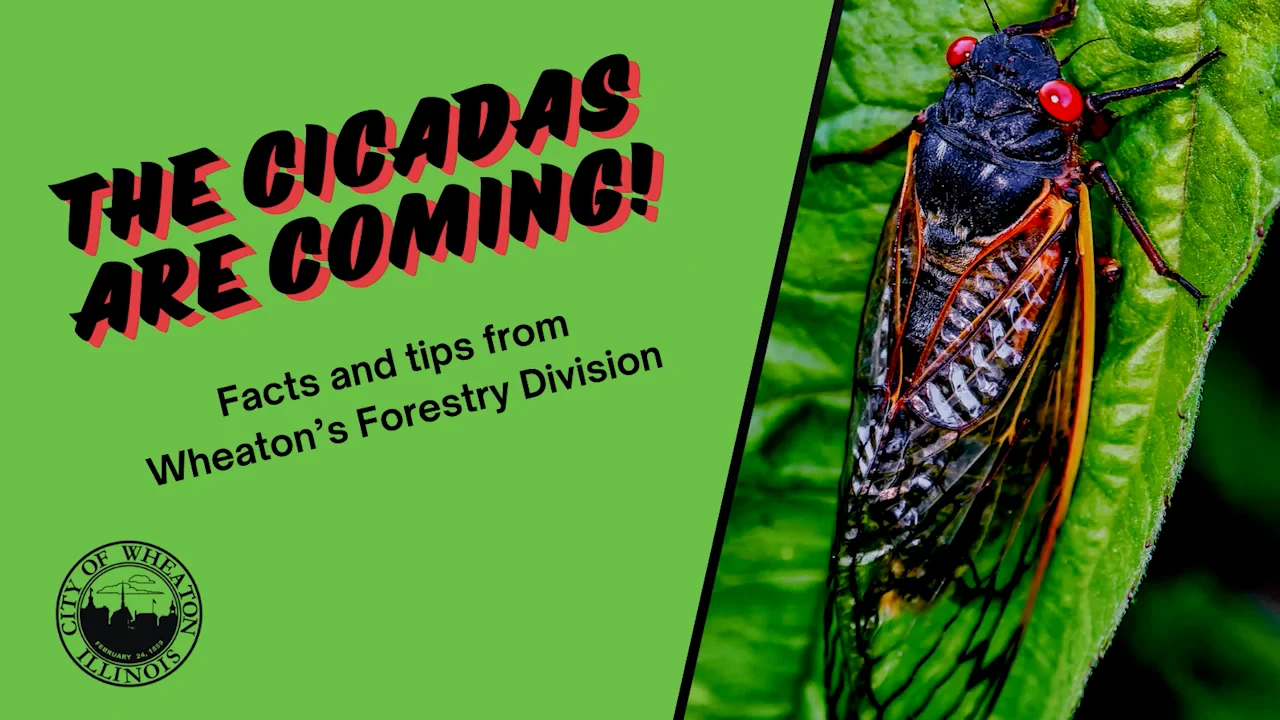 The Cicadas Are Coming! on Vimeo