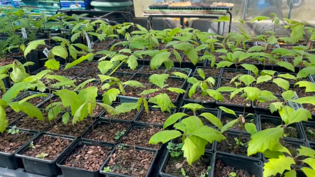 Scarlet Oak Seeds / Acorns video