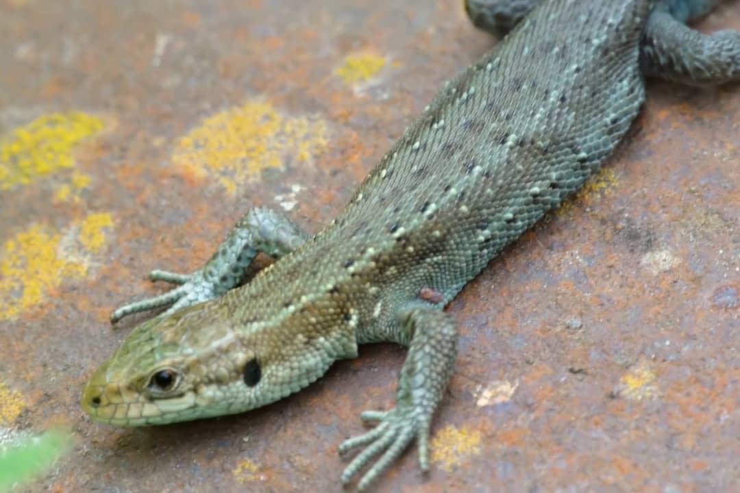 Animal DNA: Reptiles & Amphibians