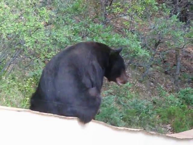 A'Calling Twice - Big Black Bear