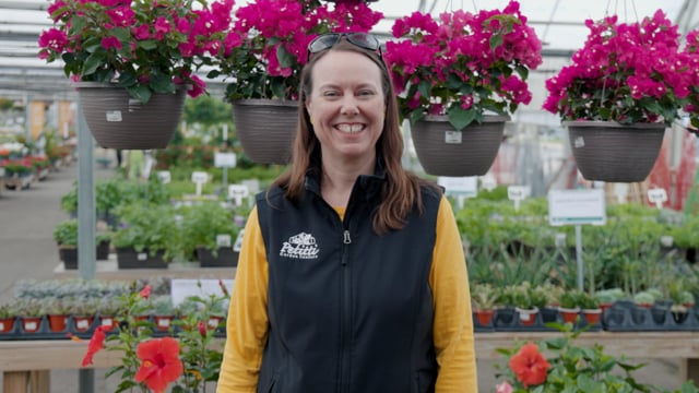 Hanging Baskets: Options for Sun & Shade + Care Tips