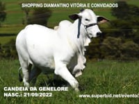 Lote 124
