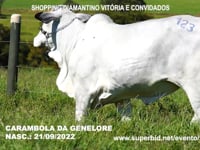 Lote 123