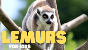 Vimeo Thumbnail