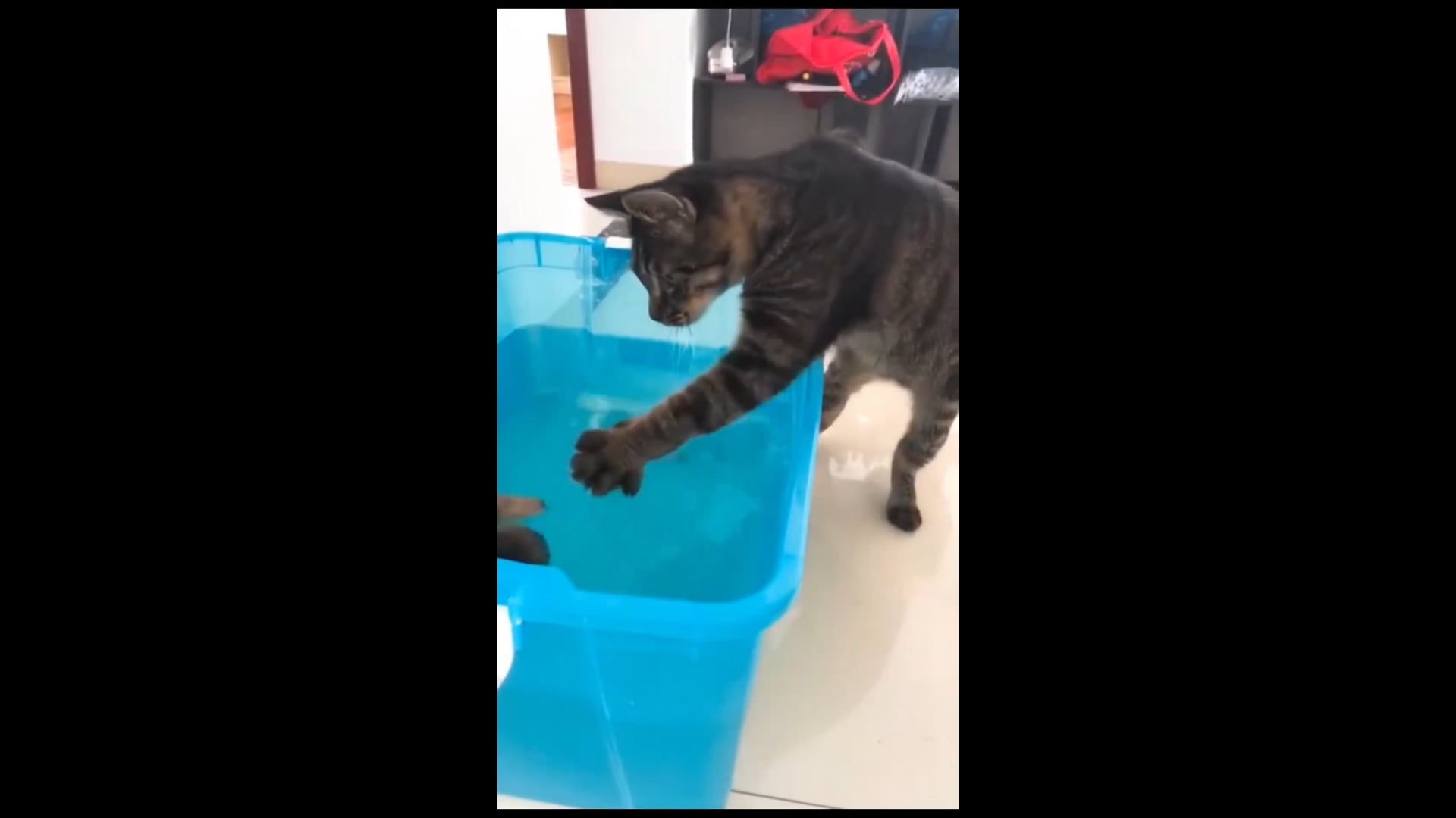 Αστεία βίντεο με γάτες